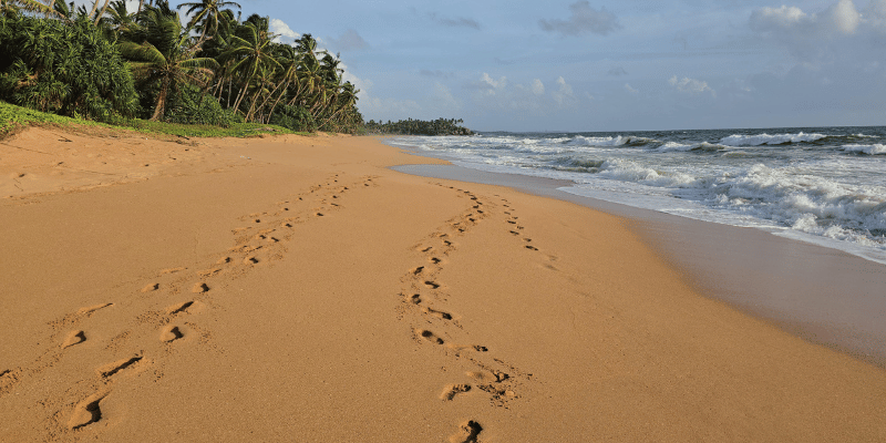 Walk along an untouched sandy beach in Sri Lanka, leaving footprints in the golden sand as palm trees sway in the breeze.